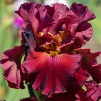 'Rip City' Schreiner 1999